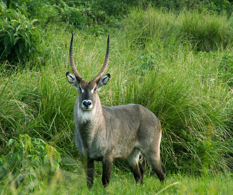Day Trip: Tarangire National Park