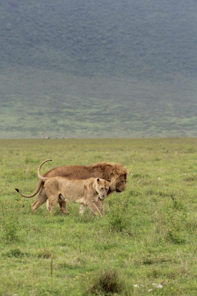 Day Trip · Ngorongoro Crater