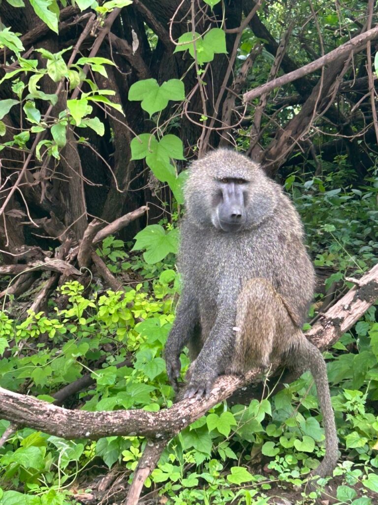 Lake Manyara National Park